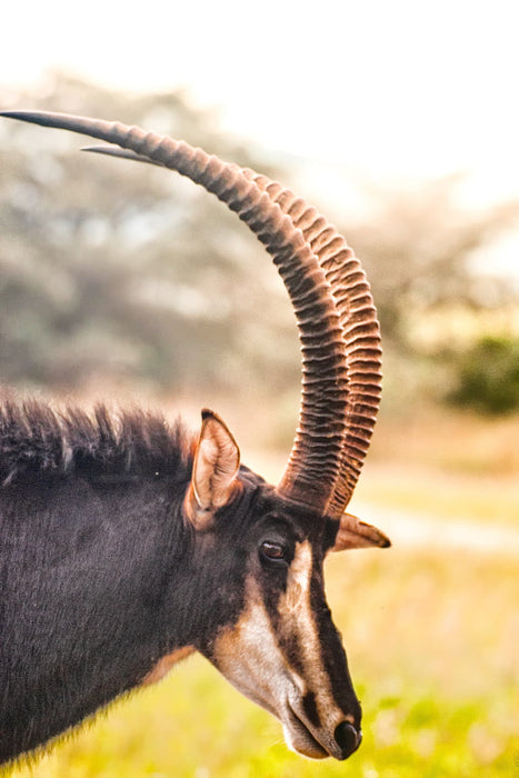 Wimberley Puzzle Company African Sable Antelope | African Wildlife Puzzle | 250, 500, 1000 Pieces