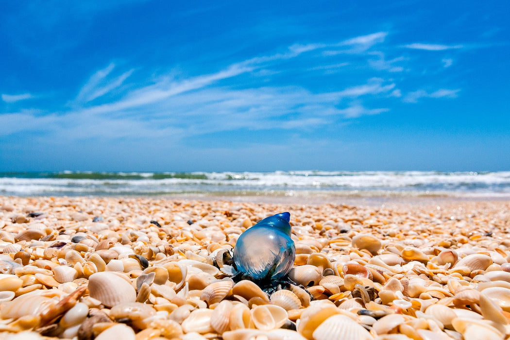 Wimberley Puzzle Company Big Shell Beach Man O' War | Ocean & National Parks Puzzle | 250, 500, 1000 Pieces