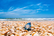 Wimberley Puzzle Company Big Shell Beach Man O' War | Ocean & National Parks Puzzle | 250, 500, 1000 Pieces