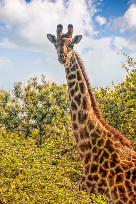 Wimberley Puzzle Company Cape Giraffe | South Africa Puzzle | 250, 500, 1000 Pieces