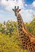 Wimberley Puzzle Company Cape Giraffe | South Africa Puzzle | 250, 500, 1000 Pieces