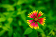 Wimberley Puzzle Company Firewheel | Wildflower Puzzle | 250, 500, 1000 Pieces