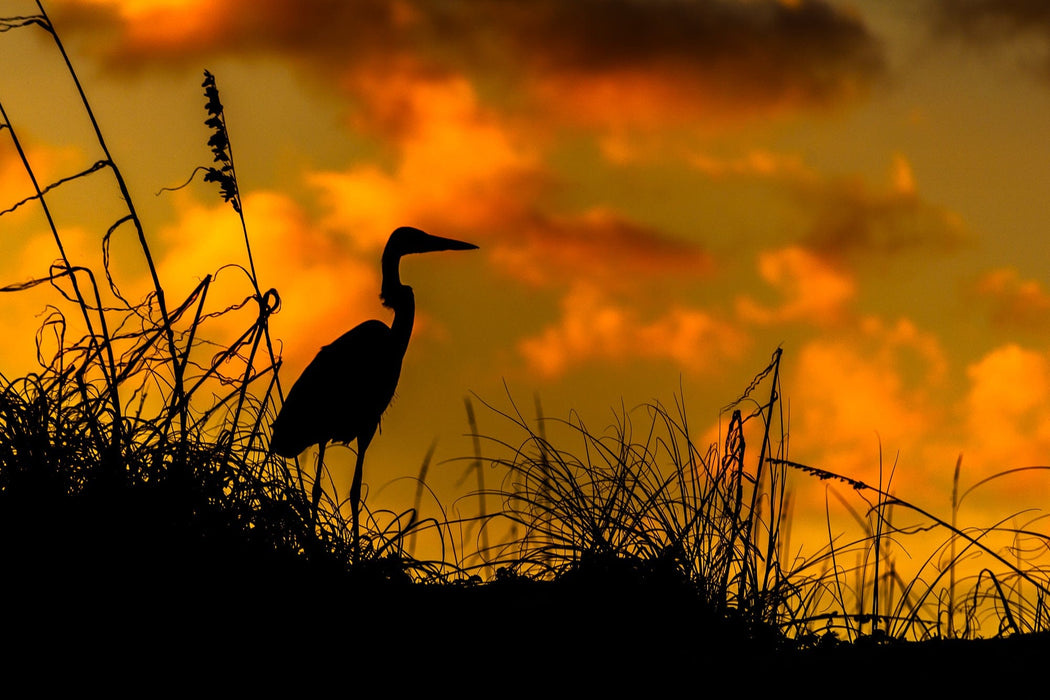 Wimberley Puzzle Company Great Blue Heron Sunset | National Parks Puzzle | 250, 500, 1000 Pieces