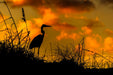 Wimberley Puzzle Company Great Blue Heron Sunset | National Parks Puzzle | 250, 500, 1000 Pieces