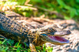 Wimberley Puzzle Company Hatchling Alligator | Wildlife Puzzle | 250, 500, 1000 Pieces