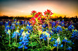 Wimberley Puzzle Company Indian Paintbrush Delight | Flower Puzzle | 250, 500, 1000 Pieces