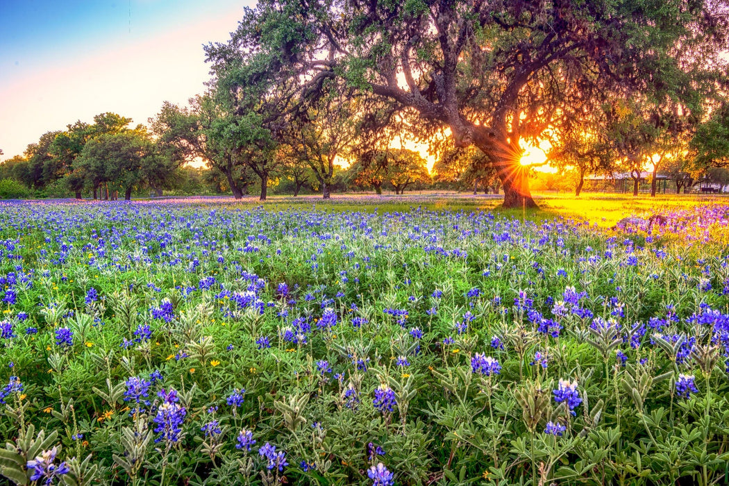Wimberley Puzzle Company Johnson City Bluebonnet Sunset | Wildflower Puzzle | 250, 500, 1000 Pieces