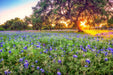Wimberley Puzzle Company Johnson City Bluebonnet Sunset | Wildflower Puzzle | 250, 500, 1000 Pieces