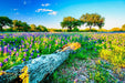 Wimberley Puzzle Company Johnson City Bluebonnets | Wildflower Puzzle | 250, 500, 1000 Pieces