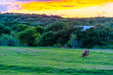 Wimberley Puzzle Company Just a Texas Longhorn Sunset | Landscape Puzzle | 250, 500, 1000 Pieces