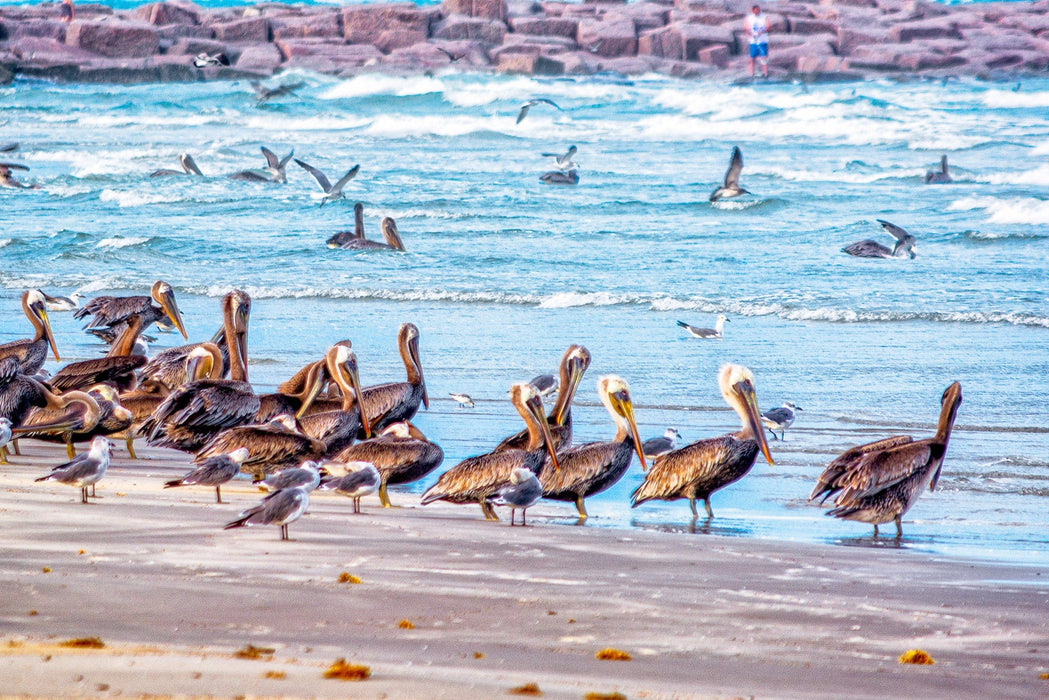 Wimberley Puzzle Company Mustang Island - The Pelicans | Beach Puzzle | 250, 500, 1000 Pieces