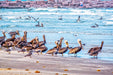 Wimberley Puzzle Company Mustang Island - The Pelicans | Beach Puzzle | 250, 500, 1000 Pieces
