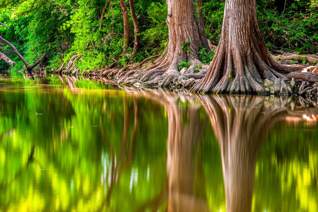 Wimberley Puzzle Company Onion Creek Cypresses | Texas Puzzle | 250, 500, 1000 Pieces