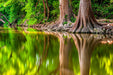 Wimberley Puzzle Company Onion Creek Cypresses | Texas Puzzle | 250, 500, 1000 Pieces