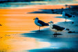 Wimberley Puzzle Company PINS Seagulls | National Parks Wildlife Puzzle | 250, 500, 1000 Pieces