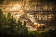 Wimberley Puzzle Company Roosevelt Wild Horse | National Parks Puzzle | 250, 500, 1000 Pieces