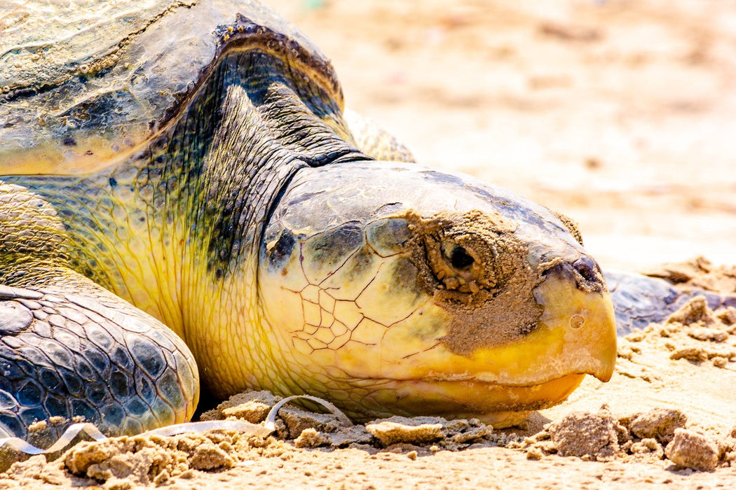 Wimberley Puzzle Company Sea Turtle - Kemp's Ridley | National Parks Puzzle | 250, 500, 1000 Pieces