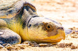 Wimberley Puzzle Company Sea Turtle - Kemp's Ridley | National Parks Puzzle | 250, 500, 1000 Pieces
