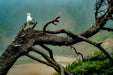 Wimberley Puzzle Company Seagulls by the Shoreline | Oregon Puzzle | 250, 500, 1000 Pieces