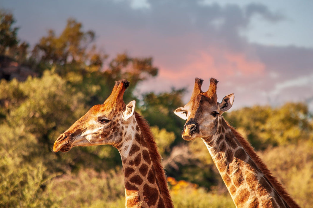 Wimberley Puzzle Company South Africa, Head in the Clouds | Africa Puzzle | 250, 500, 1000 Pieces