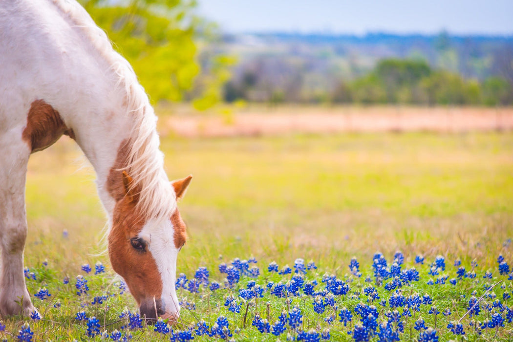 Wimberley Puzzle Company Spring Graze | Horse Puzzle | 250, 500, 1000 Pieces