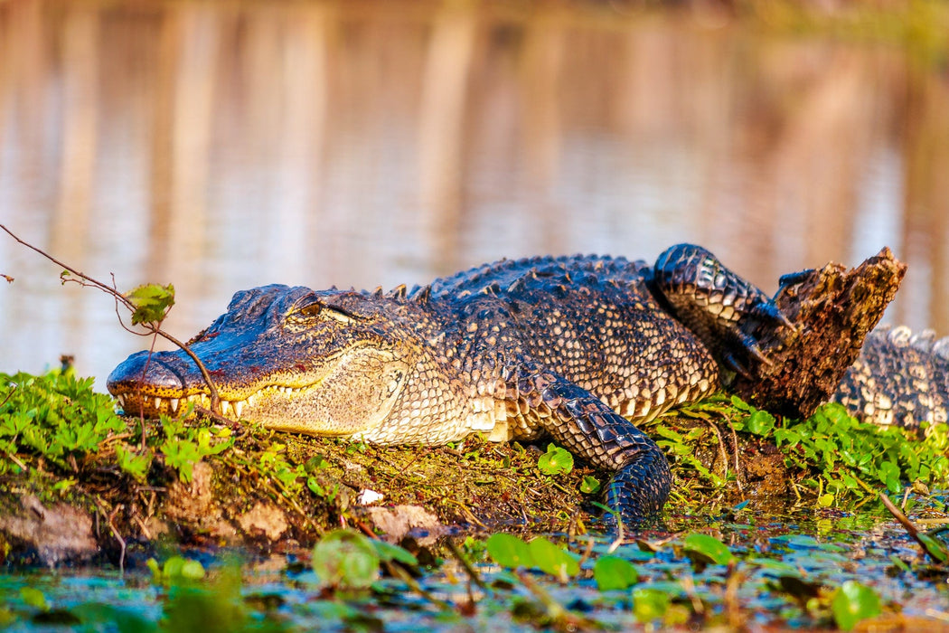 Wimberley Puzzle Company Sunny Days at Brazos Bend, An American Alligator | Wildlife Puzzle | 250, 500, 1000 Pieces
