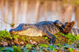 Wimberley Puzzle Company Sunny Days at Brazos Bend, An American Alligator | Wildlife Puzzle | 250, 500, 1000 Pieces