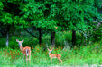 Wimberley Puzzle Company Whitetail Deer and Wildflowers | Wildlife Puzzle | 250, 500, 1000 Pieces