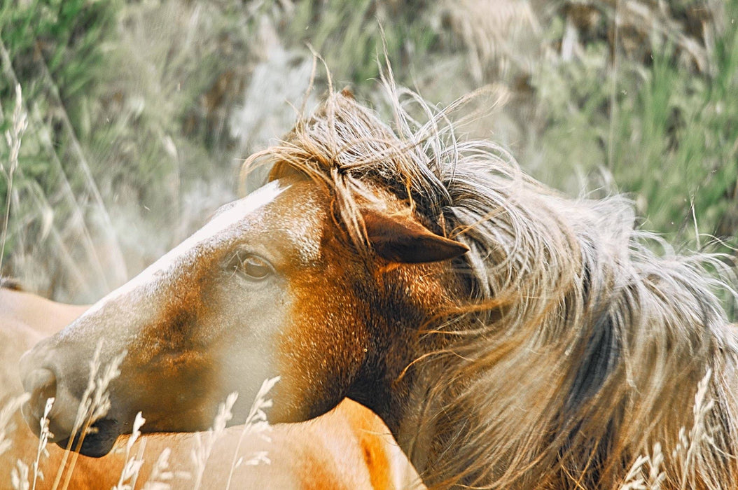 Wimberley Puzzle Company Wild and Free | National Parks Puzzle | 250, 500, 1000 Pieces