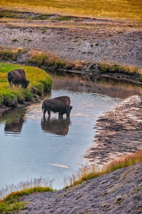 Wimberley Puzzle Company Yellowstone, Morning Drink | Yellowstone National Park Puzzle | 250, 500, 1000 Pieces