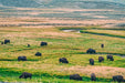 Wimberley Puzzle Company Yellowstone, Where the Buffalo Roam | Yellowstone National Park Puzzle | 250, 500, 1000 Pieces