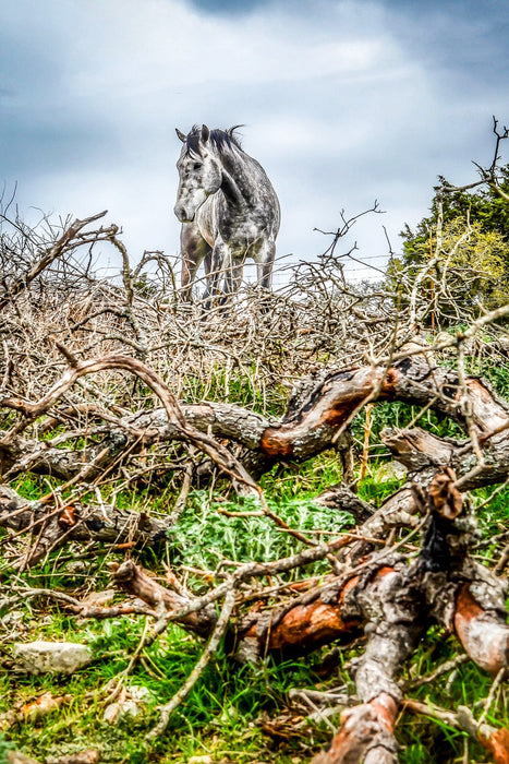 Wimberley Puzzle Company Hill Country Appaloosa | Horse Puzzle | 250, 500, 1000 Pieces