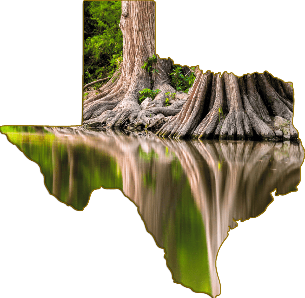 Wimberley Puzzle Company Cypress Tree Roots, Blanco River TexasShap