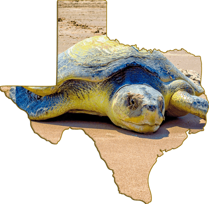 Wimberley Puzzle Company Kemp's Ridley Endangered Sea Turtle | Texas-Shaped Magnet
