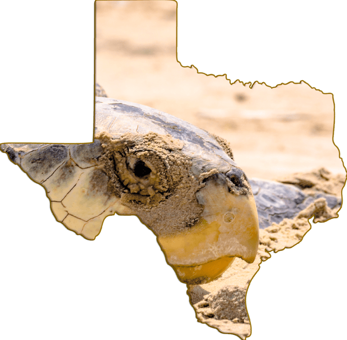 Wimberley Puzzle Company Kemp's RIdley Sea Turtle | Texas-Shaped Magnet