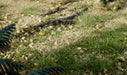 Woodland Scenics G6449 All Game Terrain Spring Green Weeds