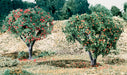 Woodland Scenics T47 Fruit Bag, Apples & Oranges (1.5 cu. in.)