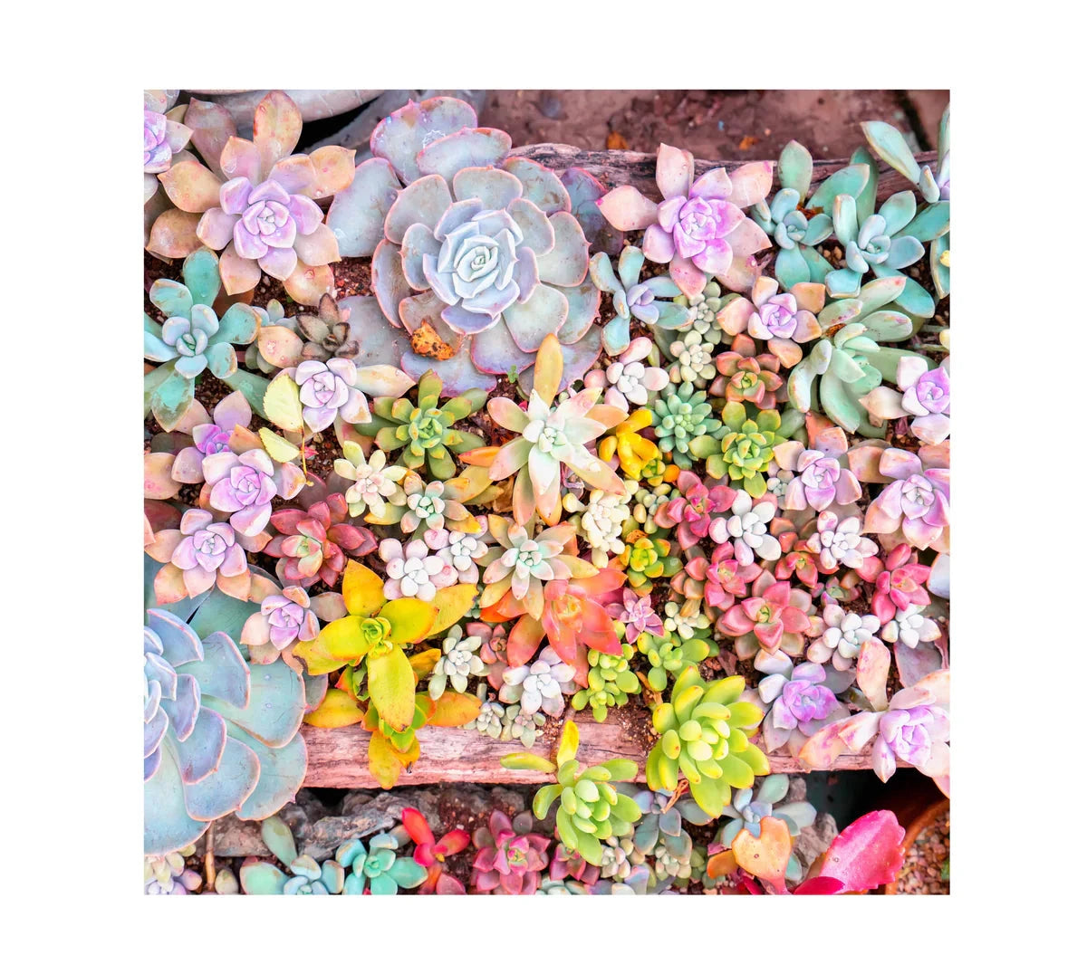 succulents 1000 piece puzzle ZenChalet Puzzles Garden Succulents Wooden Puzzles