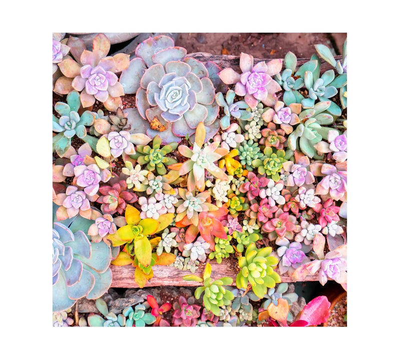 Zen Chalet GS500 Garden Succulents 500 Piece Wooden Puzzle