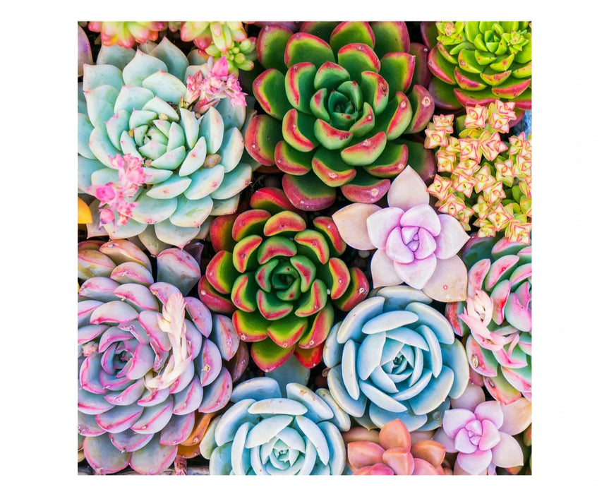 Zen Chalet SS500 Succulent Sensation 500 Piece Wooden Puzzle