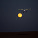 E-flite 13850 Night Timber X 1.2m BNF Basic Electric Airplane with SAFE