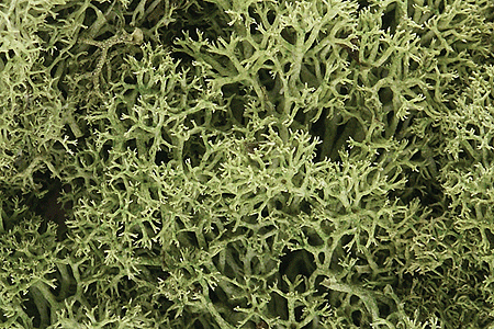 Woodland Scenics L161 Lichen Bag, Spring Green (82 cu. in.)