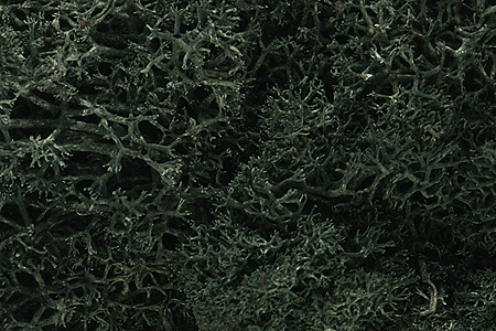Woodland Scenics L164 Lichen Bag, Dark Green (82 cu. in.)
