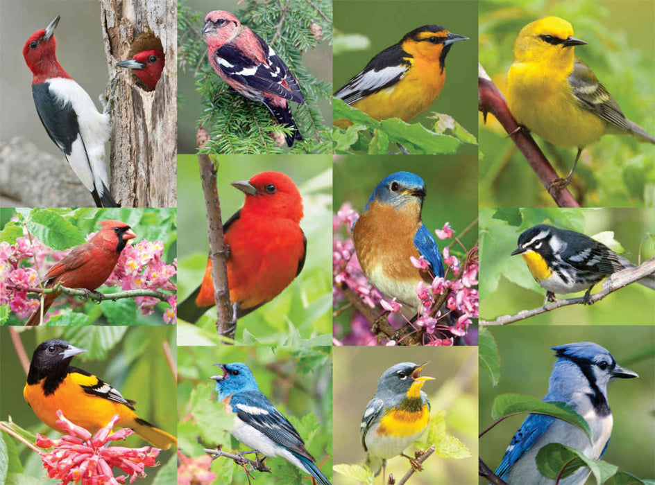 Springbok 43-36024 Birds Of A Feather 36 Piece Puzzle