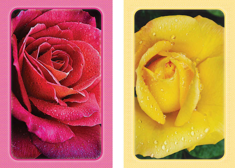 Springbok 71-760025 Roses Card Set