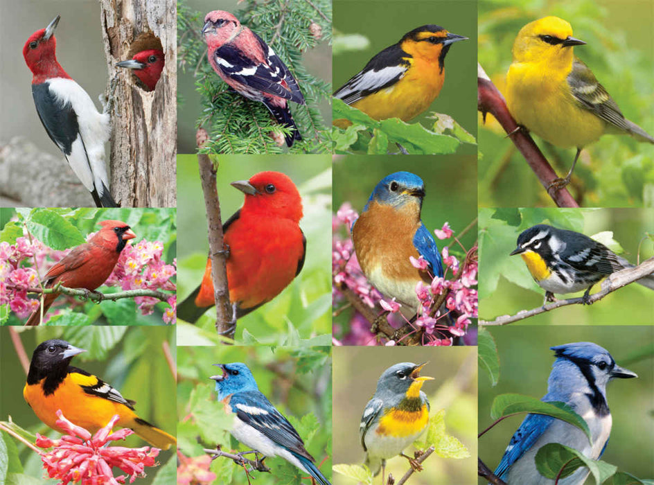 Springbok 33-01495 Birds Of A Feather 500 Piece Puzzle