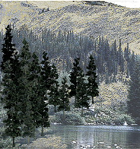 Woodland Scenics TR1581 Value Trees, Conifer 4-6" (24)
