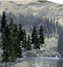 Woodland Scenics TR1581 Value Trees, Conifer 4-6" (24)