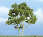 Woodland Scenics TR1601 Premium Birch Tree, 4"
