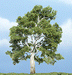 Woodland Scenics TR1609 Premium Sycamore Tree, 4"